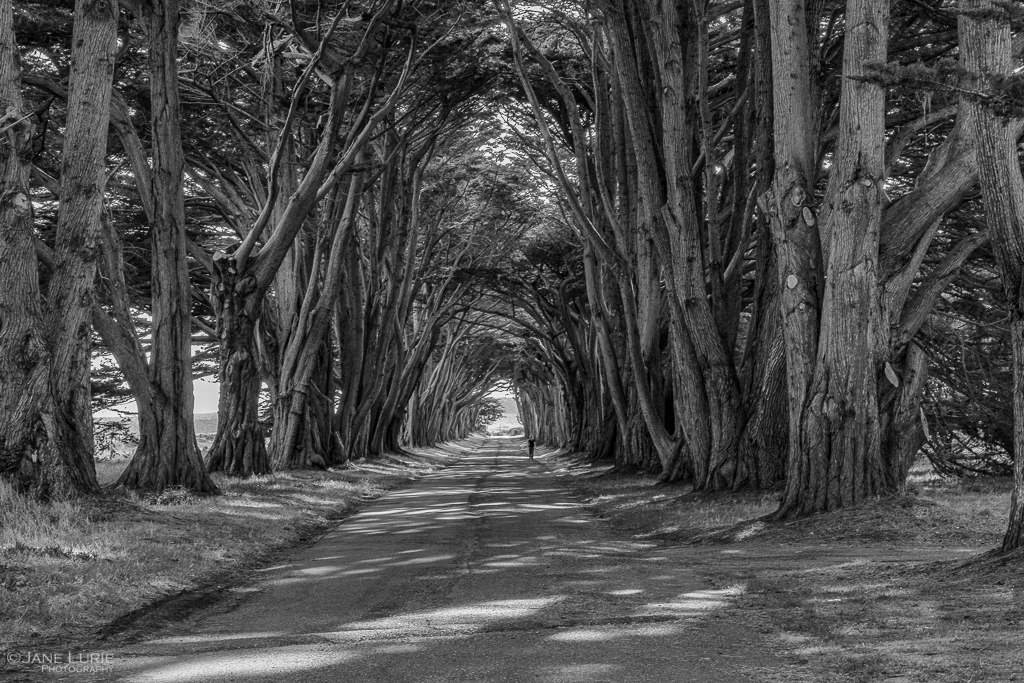Landscape Photography, California, Point Reyes, Black and White, Fujifilm X-T2