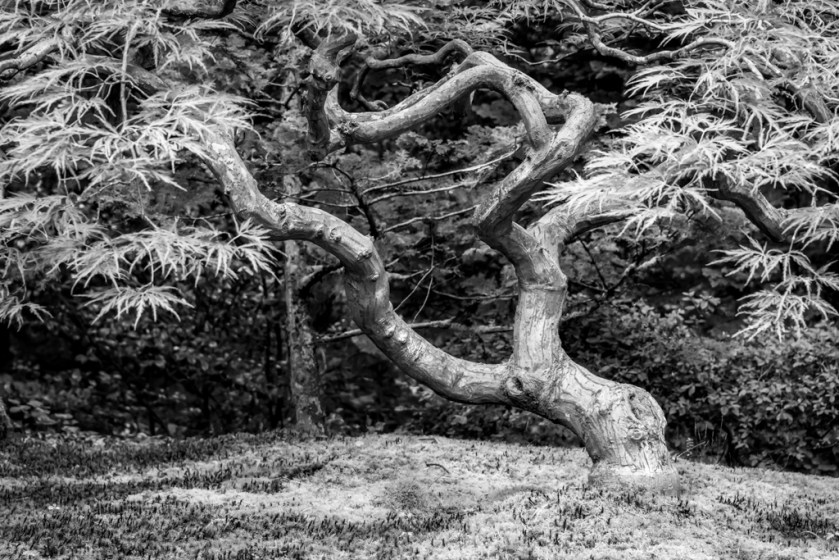 Japanese Maple and Moss Composition