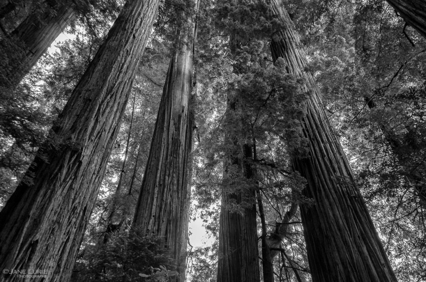 Redwood, Photography, Nature, Black and White, Monochrome