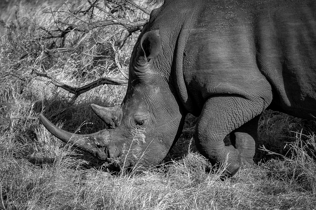 Black and White, Wildlife, Photography, Africa,