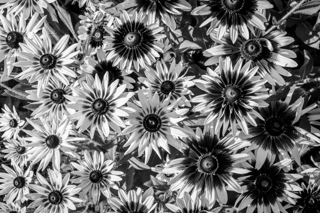 Black Eyed Susan In Black and White