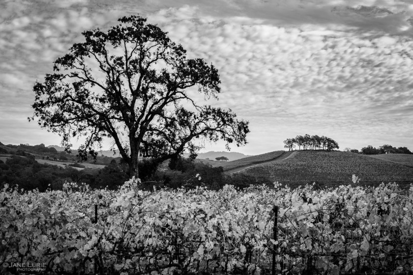 Landscape, Photography, Black and White, Nature, California, Vineyard