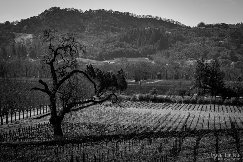 Vineyard, Photography, Black and White, Oak Tree, Fujifilm XT2