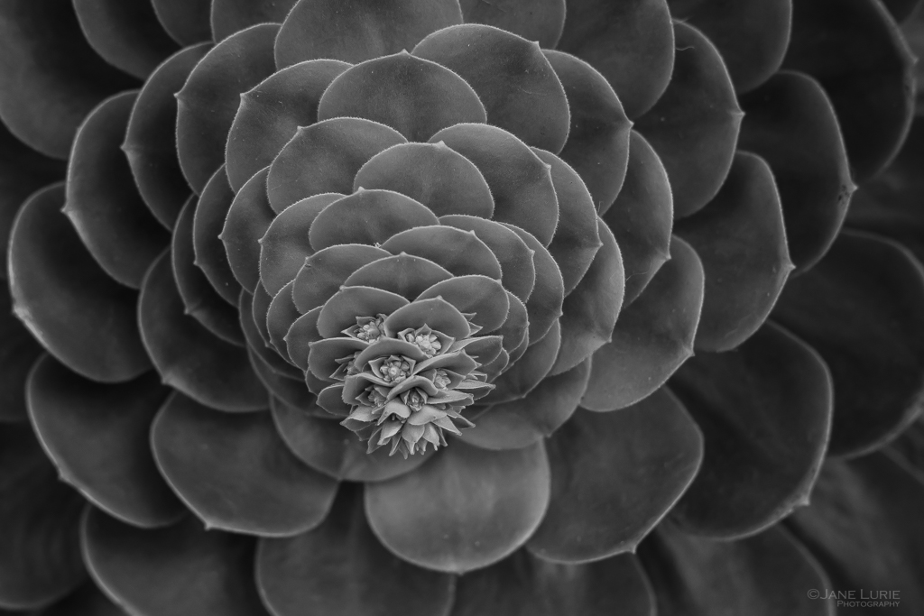 Plant, Photography, Close-up, Fujifilm x-T2, Black and White, Succulent