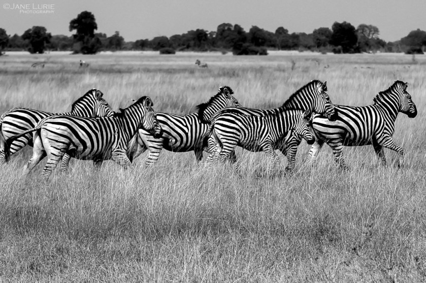 Africa, Wildlife, Zebra, Nikon, Photography