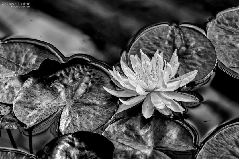 Flowers, Close-Up, Photography, Black and White, Monochrome