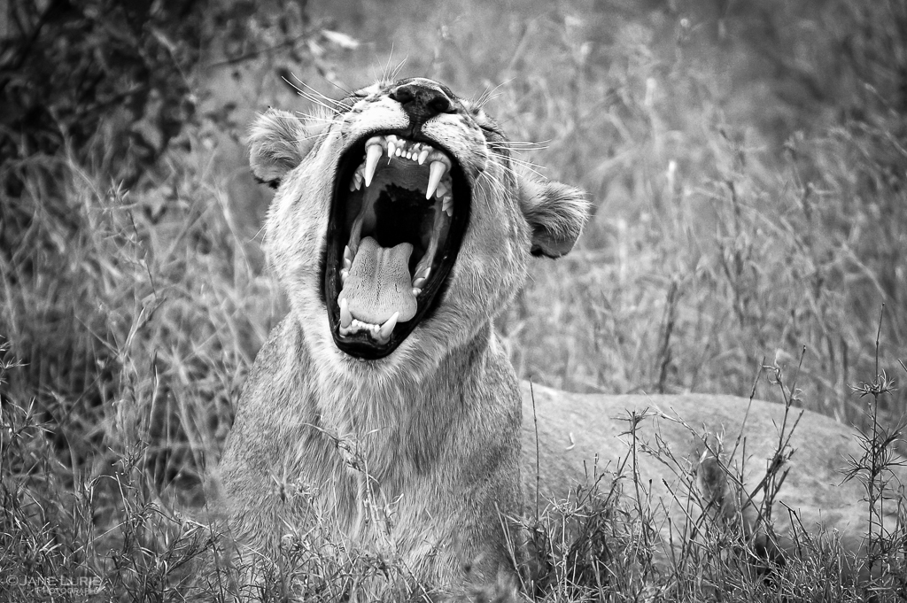 Africa, Wildlife, Black and White, Photography, Lion
