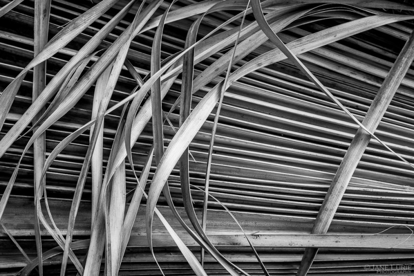Black and White, Photography, Close-up, Fujifilm X-T2. Nature, Palm Tree