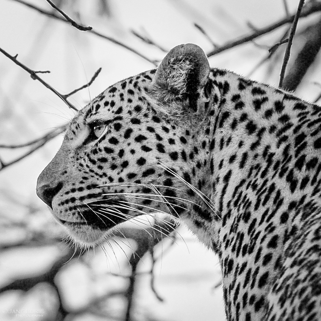 Leopard, Africa, Black and White, Photography, Nikon