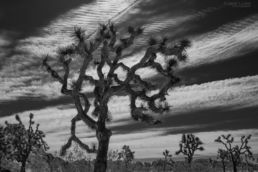 Black and White, Photography, Joshua Tree, National Park, Fujifilm X-T2, California, Desert