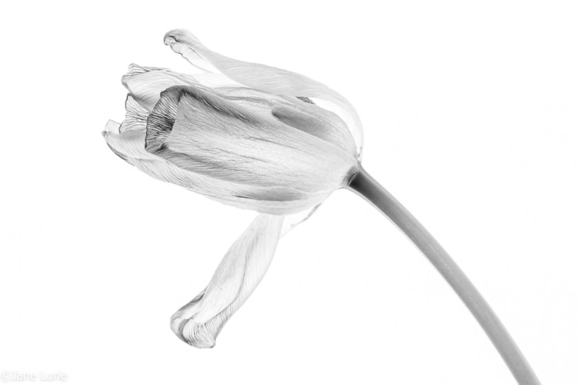 Photography, Tulip, Black and White, Fujifilm X-T2, Monochrome, Jane Lurie, 