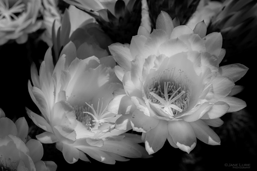 Black and White, Photography, Monochromia, Jane Lurie