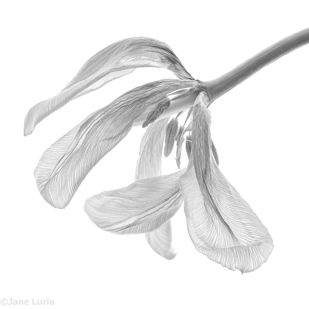 Flower, Black and White, Fujifilm X-T2, Photography