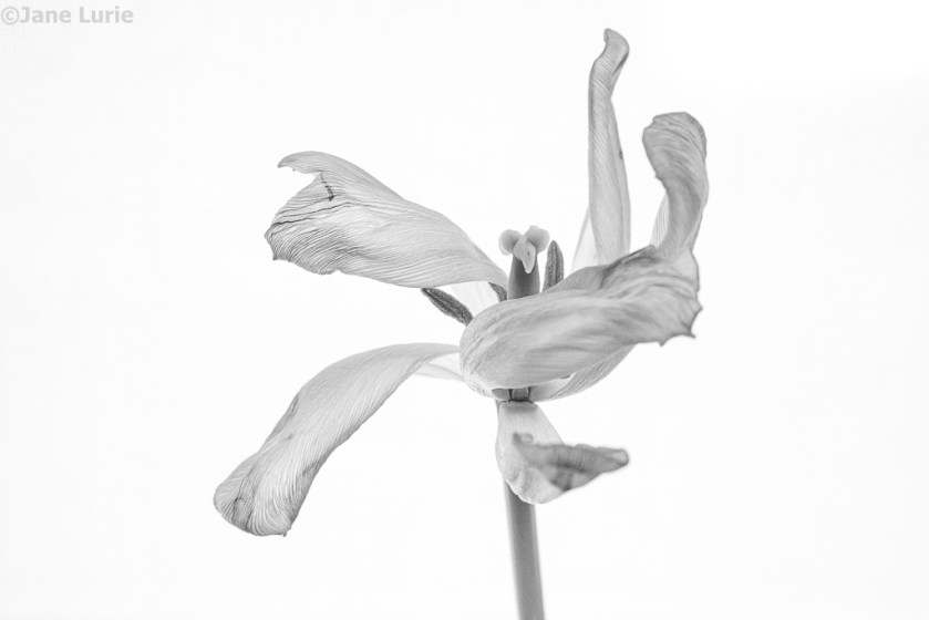 Tulip, Dead Flower, Photography, Close-Up, Black and White, Monochromia, Monochrome