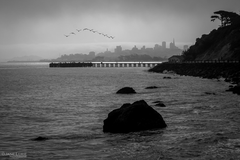 San Francisco, Black and White, Monochromia, Monochrome, Jane Lurie