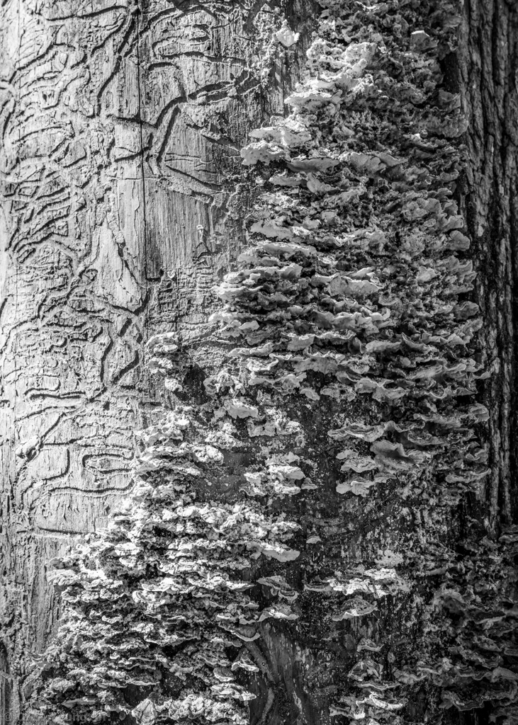 Tree Fungus and Decay Composition 1