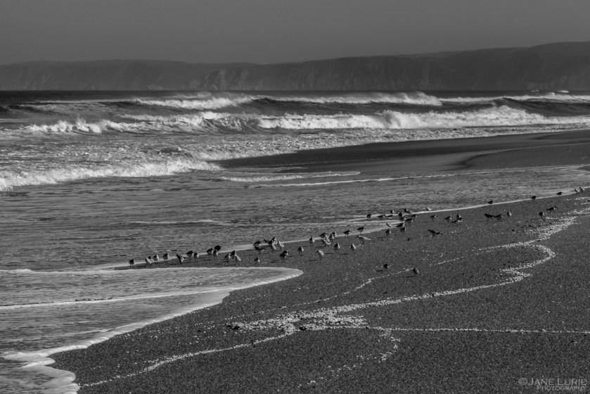 California, Ocean, Coastal Photography, Fujifilm X-T2, Nature, Birds