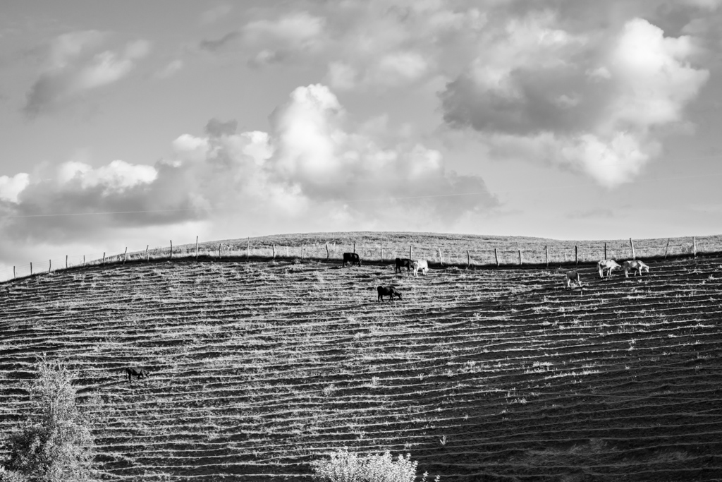 Grassy Creek Hillside Composition 1