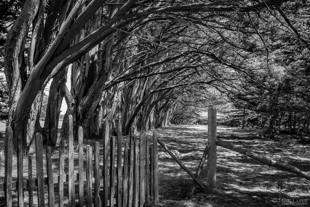 Jane Lurie, Monochromia, Black and White, Trees, Photography, Fence, Fujifilm X-T2