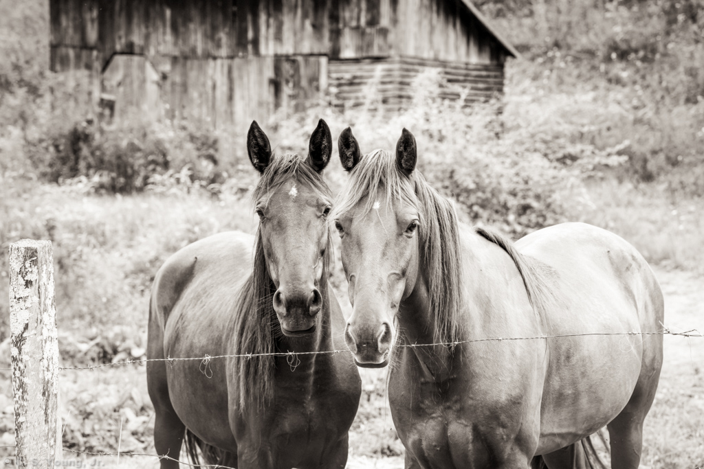 Horses on North Fork New River Rd Composition 1