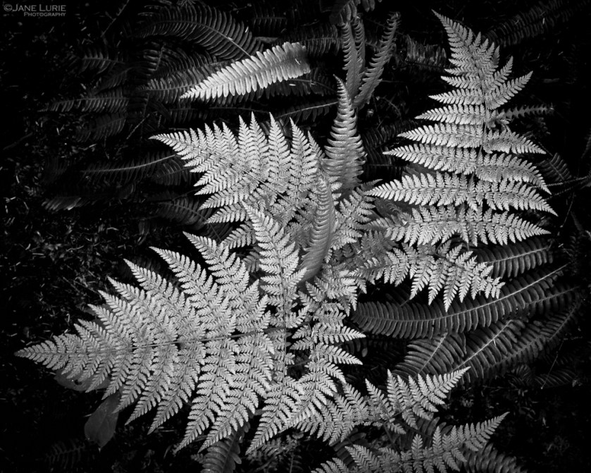 Fern, Plant, close-up, Nature, Black and white, Monochrome