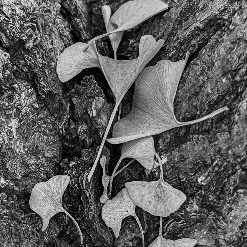 Ginkgo, Tree, Leaves, Black and White, Jane Lurie, Photography