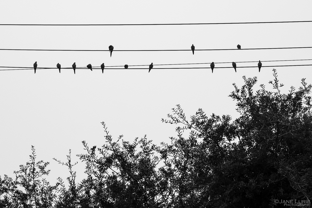 Fog, Silhouette, Birds, Graphic, Fujifilm X-T2
