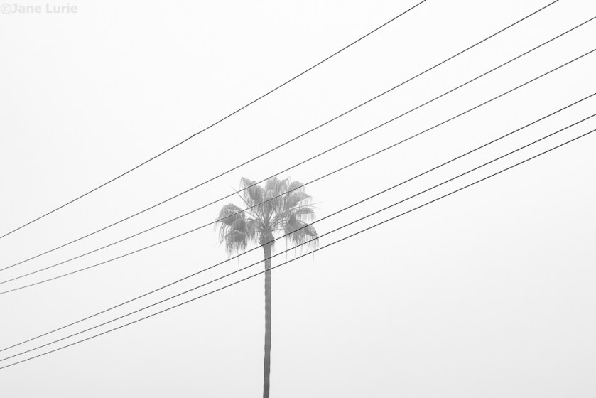Palm Tree, Black and White, Photography, Minimalism, Monochromia, Jane Lurie