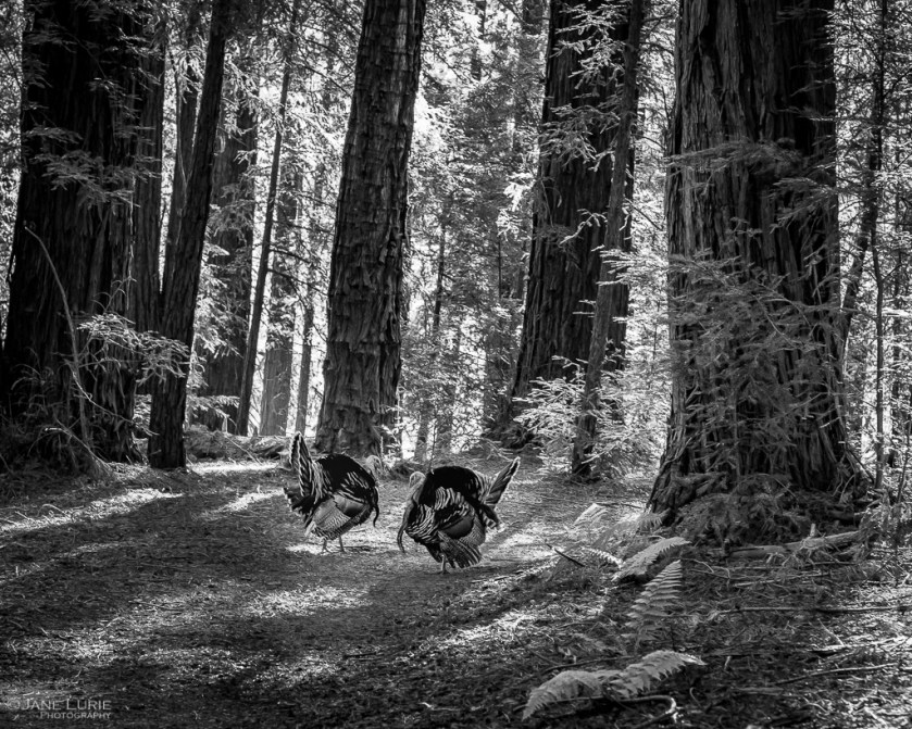 Thanksgiving, Turkey, Redwoods, Black and White, Monochromia, Jane Lurie, Photography, Big Sur, California