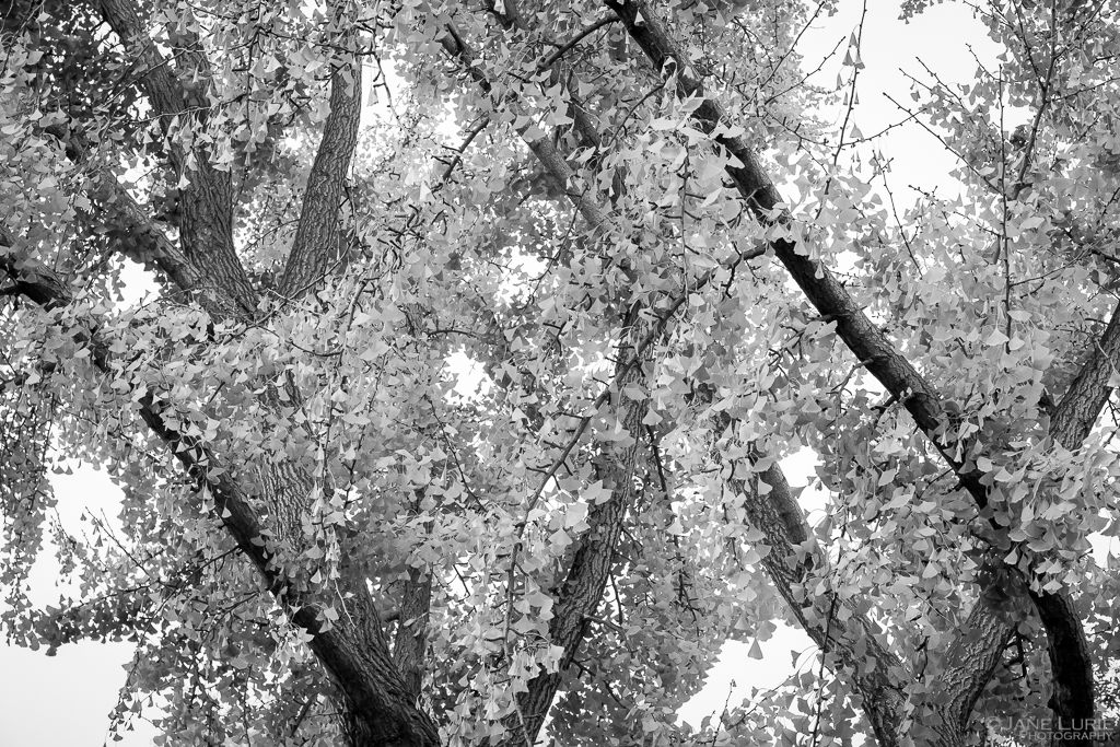 Ginkgo, Tree, Fujifilm X-T2, Nature, Black and White