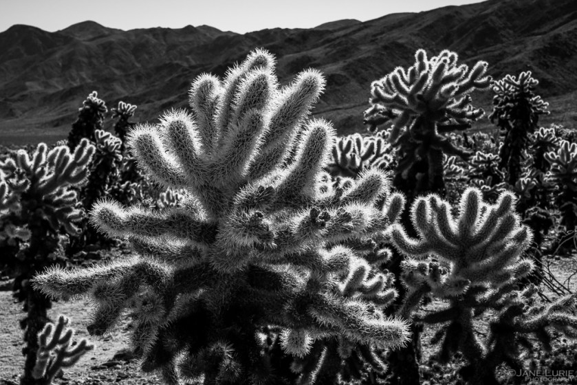 Cactus, Cholla, Desert, Photography, Black and White, Monochromia, Jane Lurie