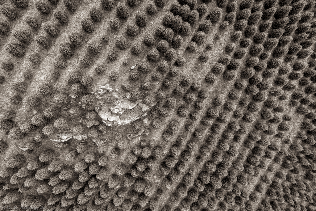 Sexton Christmas Tree Farm Composition 1