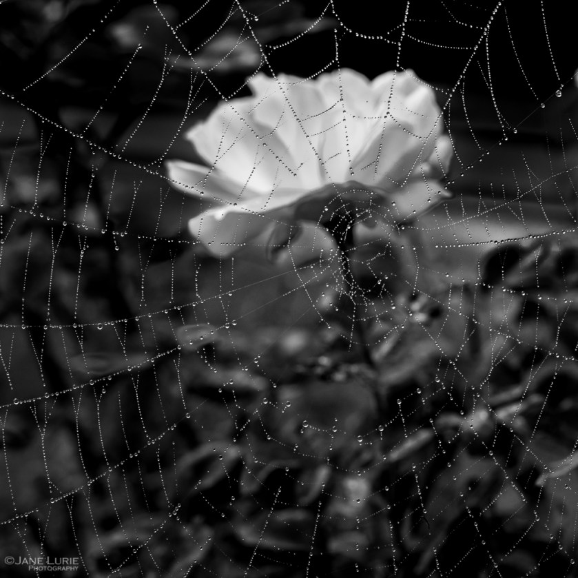 Spider Web, Black and White, Photography, Jane Lurie, Monochromia