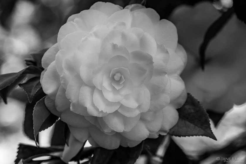 Camellia, Flower, Close-up, Photography, Fujifilm X-T4