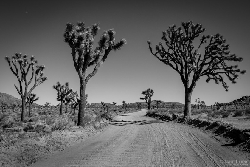 Joshua Tree National Park, Black and White, Fujifilm X-T4, National Park, Photography