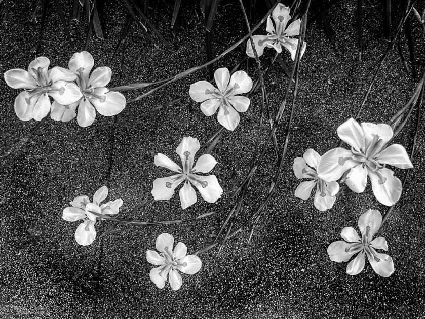 photography, black and white, monochromia, Jane Lurie