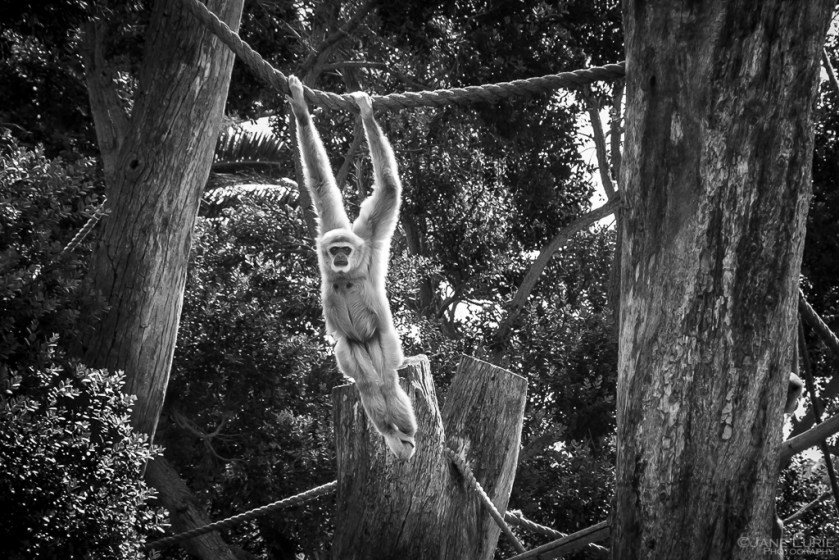 Black and White, Photography, Monkey, Zoo, Fujifilm X-T4
