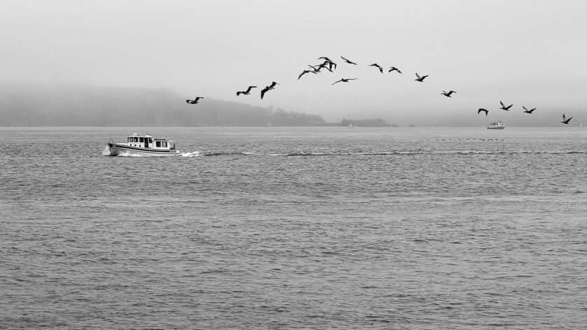 Photography, Black and White, Birds, San Francisco