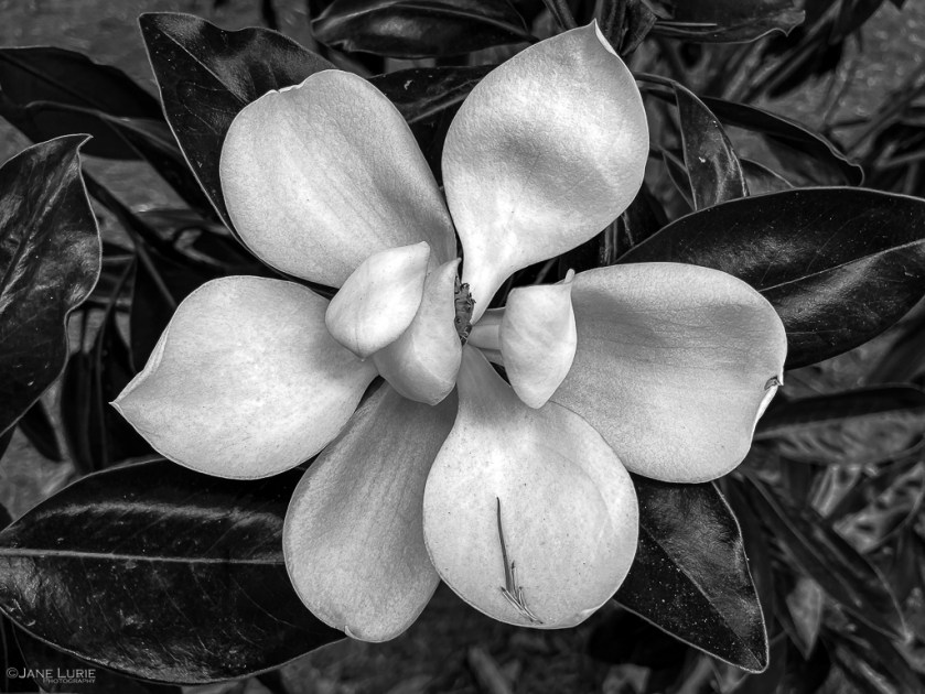 Flower Photography, Black and White, Monochromia, Jane Lurie