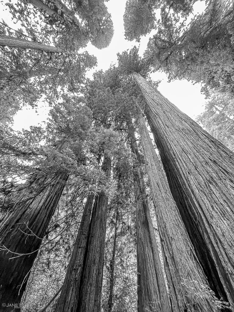 Redwood, Grove of Titans, Black and White Photography, Monochromia