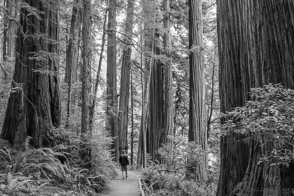 Redwood, Black and White, Photography, California, Fujifilm X-T4
