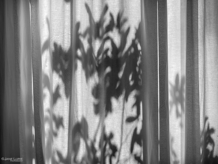 Black and White, Rain, Jane Lurie, Photography, Monochromia, Nature