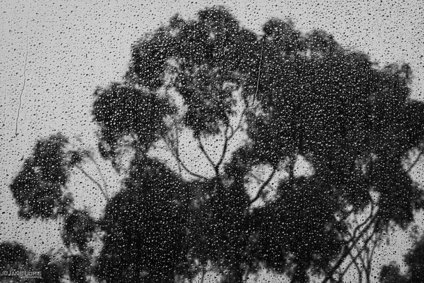 Black and White, Rain, Jane Lurie, Photography, Monochromia, Nature