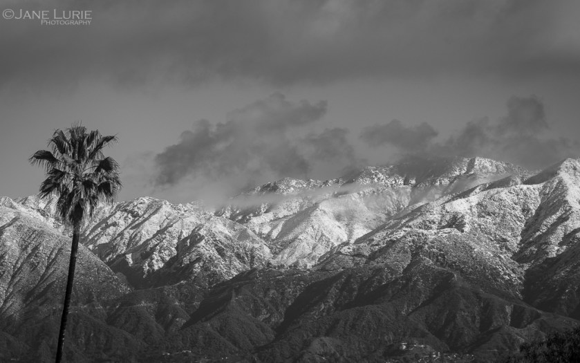 Palm, Snow, California, Photography, Black and White