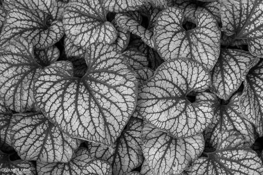 Plant, Close-up, Photography, Jane Lurie, Nature