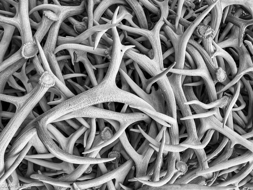 Jane Lurie, Monochromia, Photography,