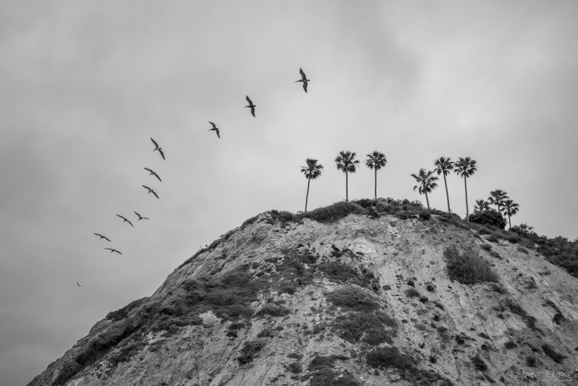 Pelicans, Jane Lurie, Monochromia, Photography