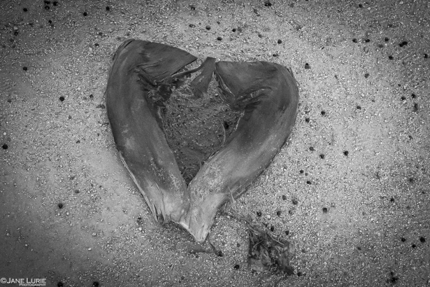 Valentines, Black and White, Monochrome, Jane Lurie