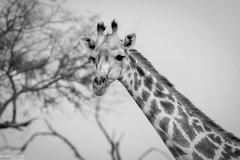 Photography, Black and White, Giraffe, Monochromia
