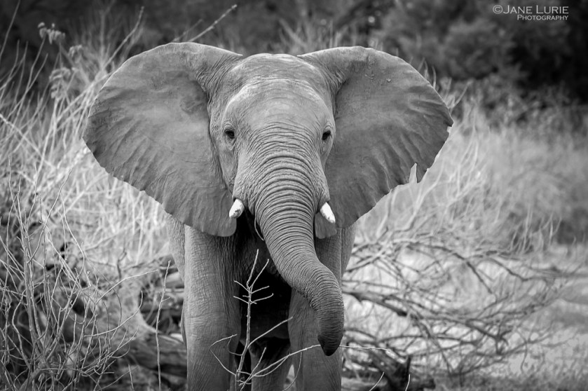 Elephant, Africa, Photography, Conservation